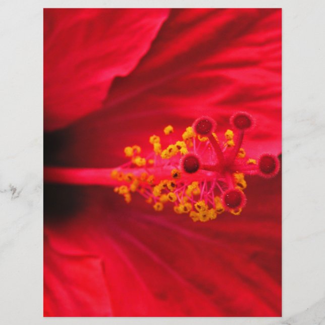 Hibiscus (Front)