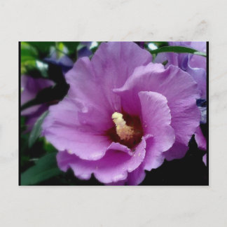 hibiscus 15 postcard