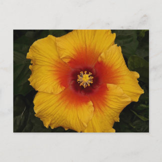 hibiscus 18 postcard