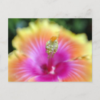 hibiscus 19 postcard
