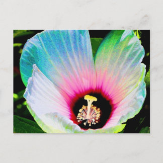 hibiscus 23 postcard