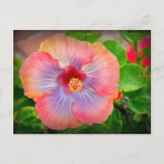 hibiscus 29 postcard