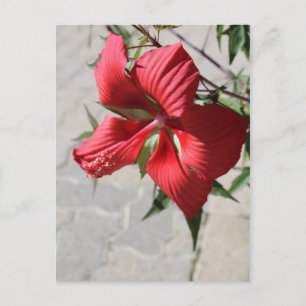 Hibiscus # 2 postcard