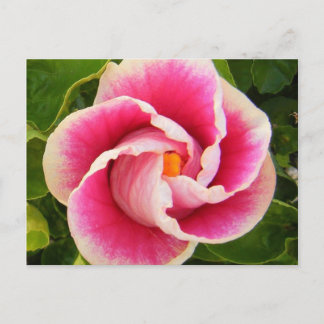 hibiscus 30 postcard