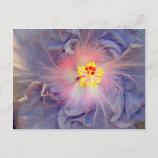 hibiscus 31 postcard