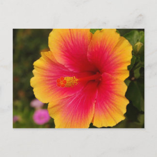 hibiscus 3 postcard