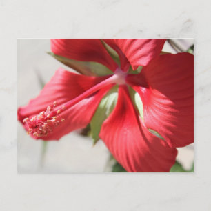 Hibiscus # 3 postcard