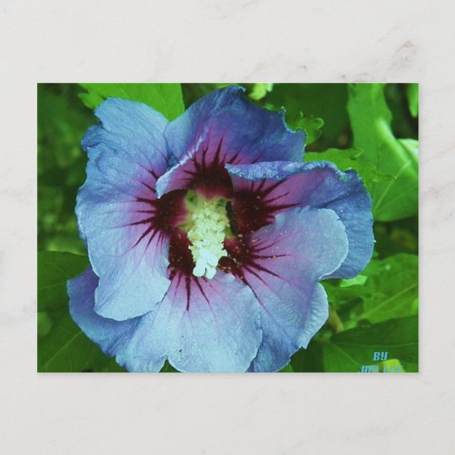 hibiscus 4 postcard (Front)