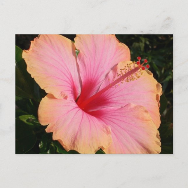 hibiscus 5 postcard (Front)