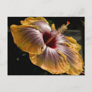 hibiscus 6 postcard