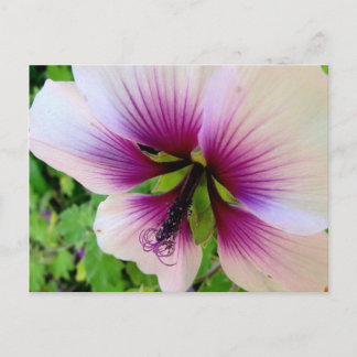 hibiscus 7 postcard