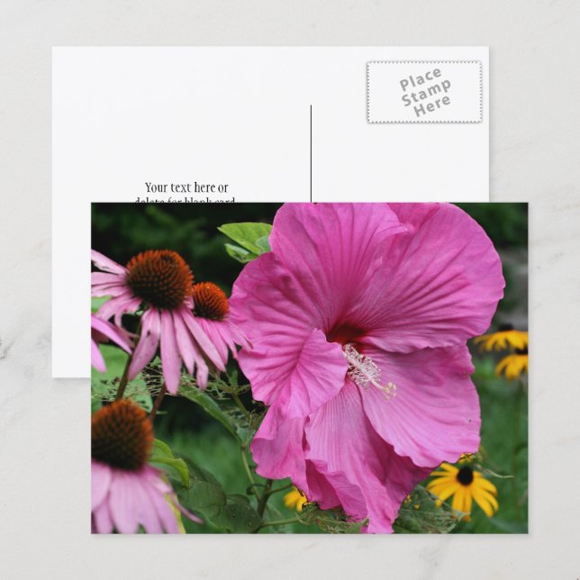 Hibiscus And Friends Flower Garden Photography Postcard (Front/Back)