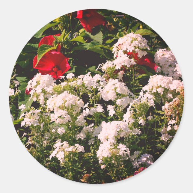 Hibiscus And Phlox Flowers Classic Round Sticker (Front)