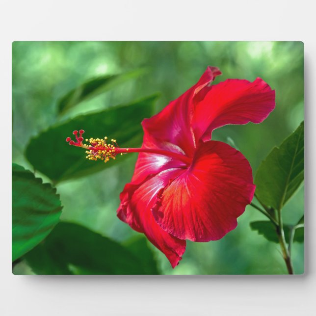 Hibiscus Blossom Plaque (Front)