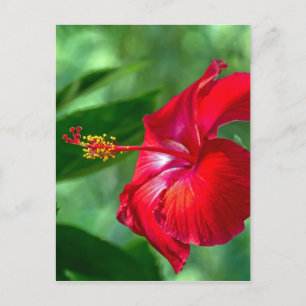 Hibiscus Blossom Postcard