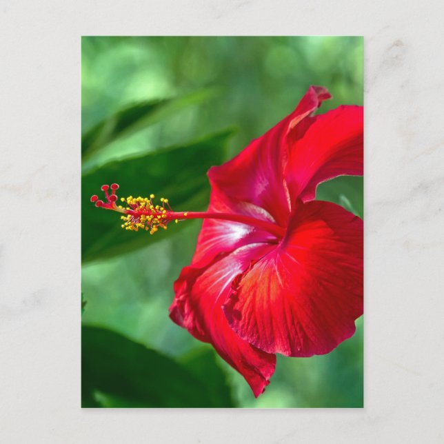Hibiscus Blossom Postcard (Front)