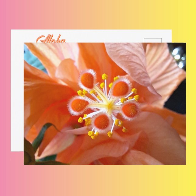 Hibiscus Botanical Flower Closeup Photographic Postcard (Creator Uploaded)