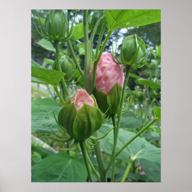 Hibiscus Buds Poster (Front)