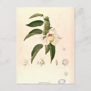 'Hibiscus campylosiphon', c. 1880 Postcard