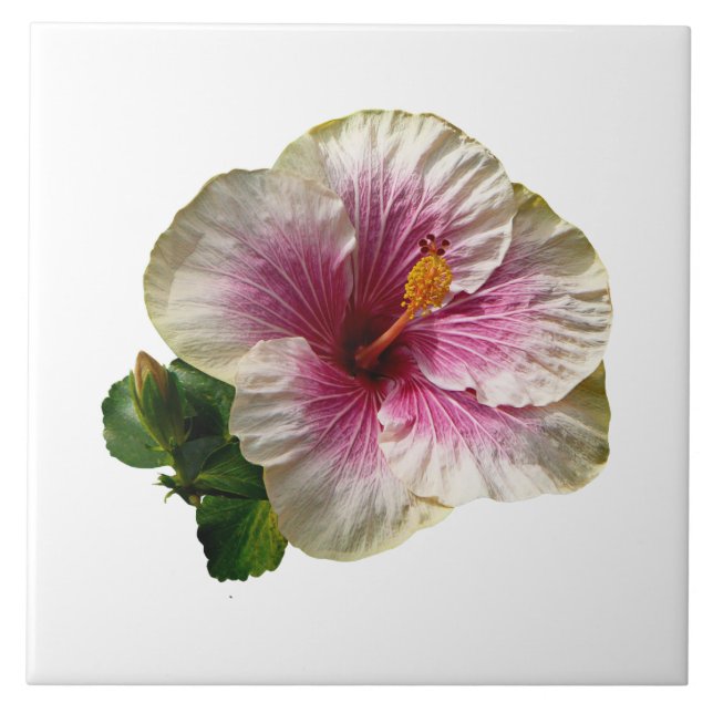 Hibiscus Candy Striper Tile (Front)