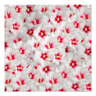 Hibiscus - Chinese Rose Flower Pattern Photo Print