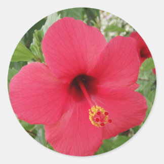 Hibiscus Classic Round Sticker