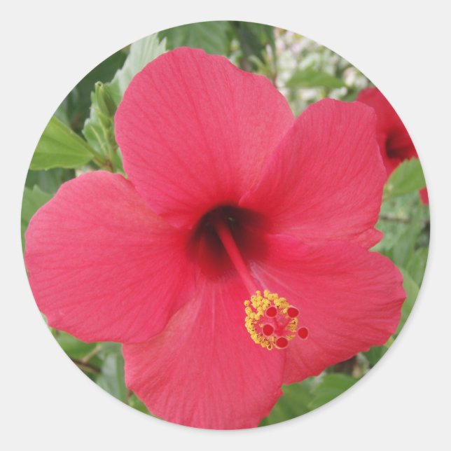 Hibiscus Classic Round Sticker (Front)