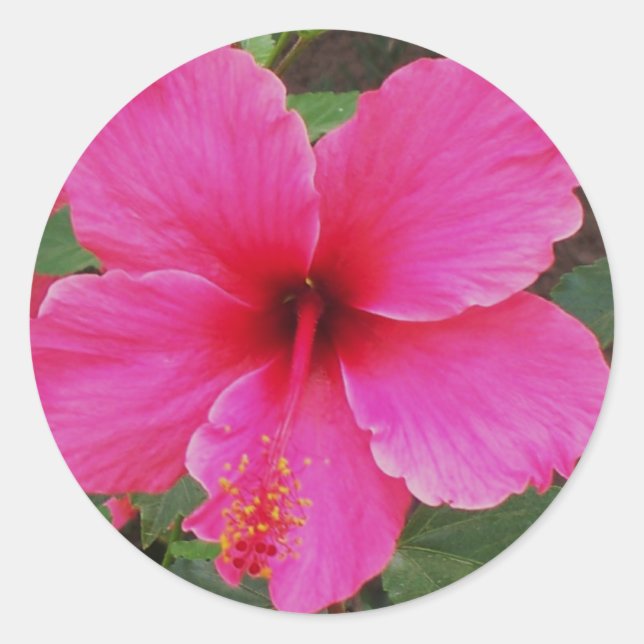 Hibiscus Classic Round Sticker (Front)