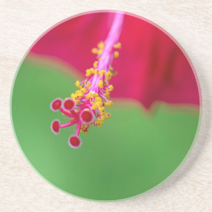 hibiscus coaster