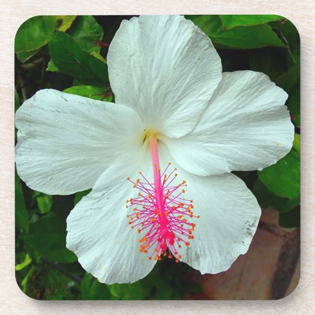 Hibiscus Coaster Set (6) (Front)