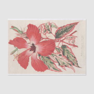 Hibiscus (et mieux Ibiscus) Cooperi by Lemaire Tissue Paper