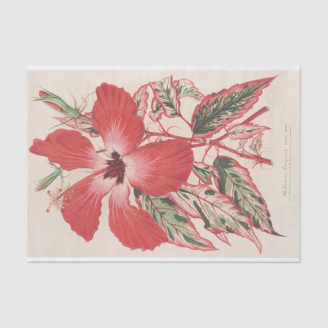 Hibiscus (et mieux Ibiscus) Cooperi by Lemaire Tissue Paper (Front)