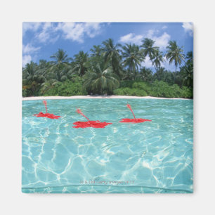 Hibiscus floating on the sea magnet