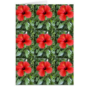Hibiscus floral card