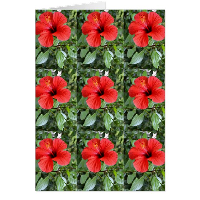 Hibiscus floral card (Front)