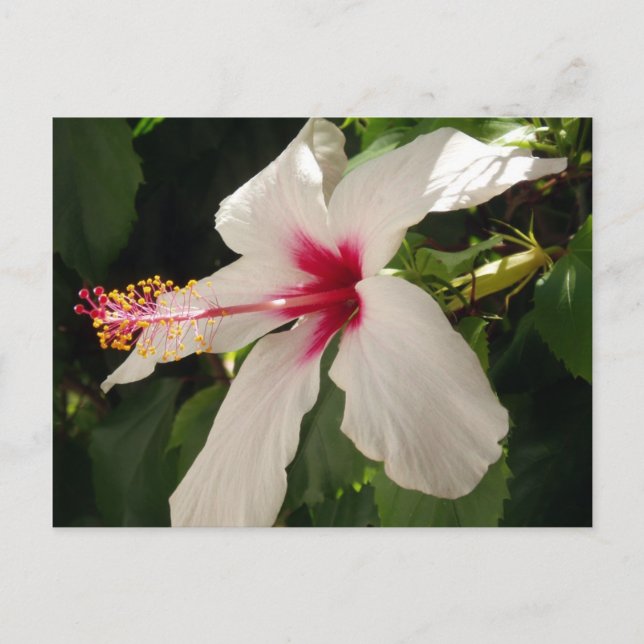 Hibiscus Floral Postcard (Front)