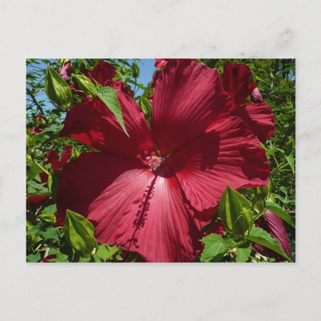 Hibiscus Flower and Blue Sky Postcard (Front)