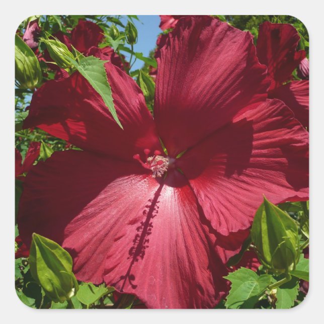 Hibiscus Flower and Blue Sky Square Sticker (Front)