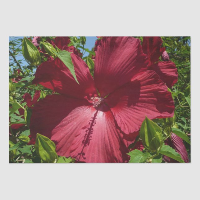 Hibiscus Flower and Blue Sky Tissue Paper (Front)