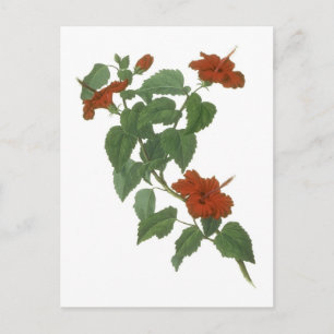 Hibiscus Flower Botanical Drawing Postcard