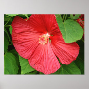 Hibiscus Flower Bright Magenta Floral Poster
