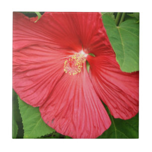Hibiscus Flower Bright Magenta Floral Tile