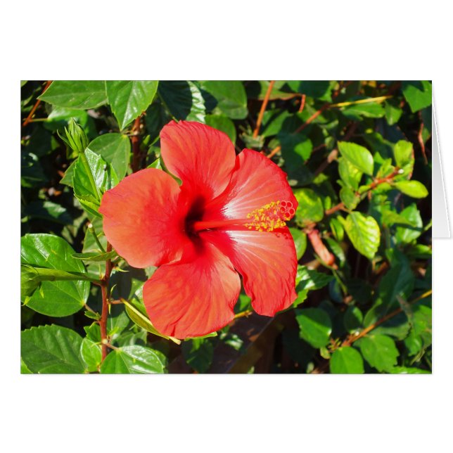 Hibiscus flower card (Front Horizontal)
