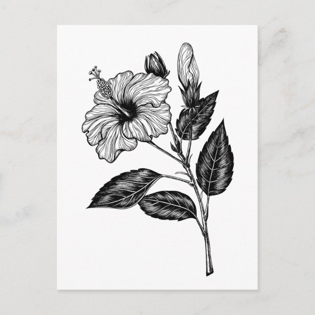 Hibiscus flower III Postcard (Front)