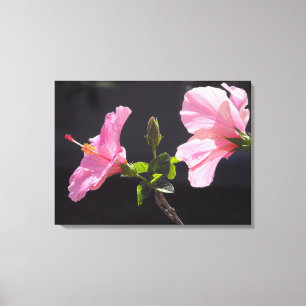 Hibiscus Flower in Profile Canvas Print
