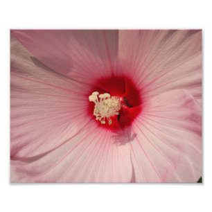 Hibiscus Flower Photo  Kodak Professional  Print