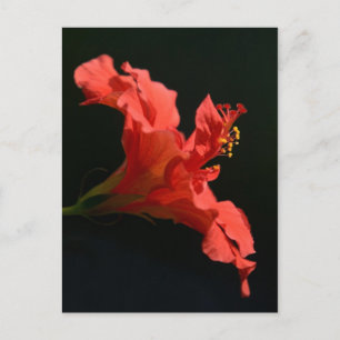 Hibiscus Flower Postcard