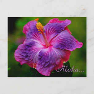 Hibiscus Flower Postcard