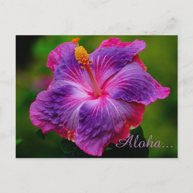Hibiscus Flower Postcard (Front)