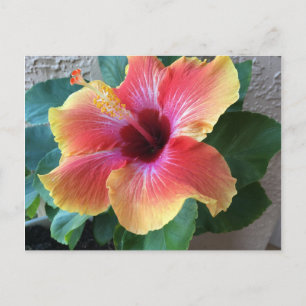 Hibiscus Flower Postcard